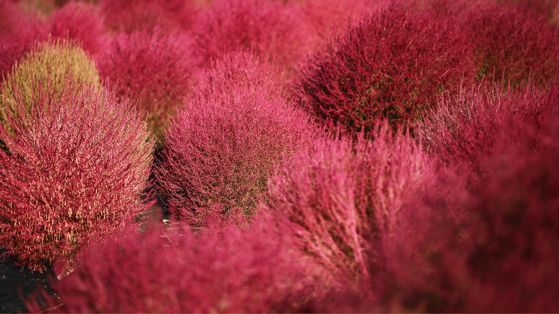11월에 떠나는 국내 가을 여행지 추천