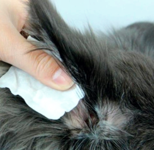 고양이 귀청소 방법 총정리｜정상적인 귀 상태와 이상 신호 구별하는 법