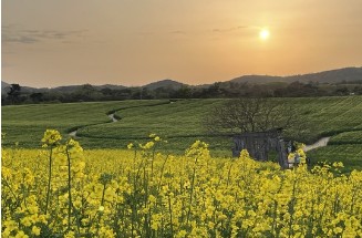 폭삭속았수다 촬영지 유채꽃밭 고성 학원농장 방문 관련 사진