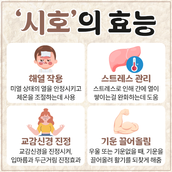 시호 효능