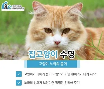 집고양이 vs 길고양이 평균 수명 차이 심층 분석_8