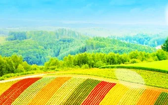 북해도 후라노 라벤더 축제 시즌 개화 시기 이벤트 일정 대표 명소 여행 완벽 가이드_20