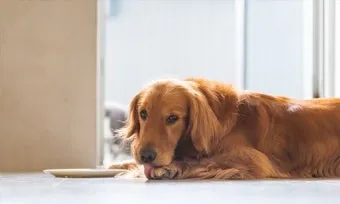 고양이가 발 핥는 이유_3