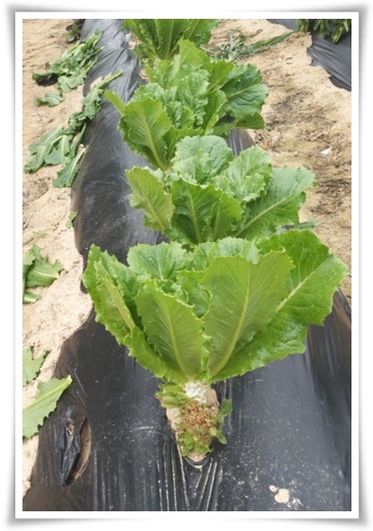 텃밭 &quot;상추 키우기&quot; 초보자도 쉽게 키우는 신선한 쌈 채소 재배의 모든 것!