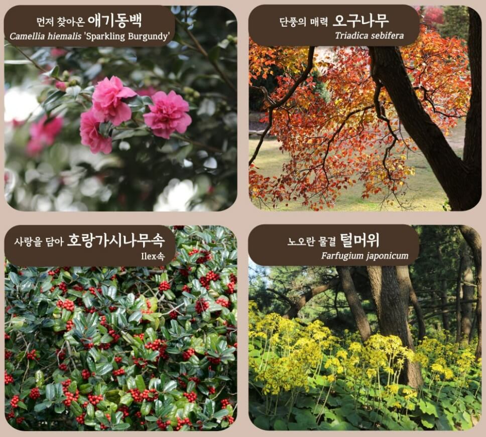 천리포수목원-꽃들4