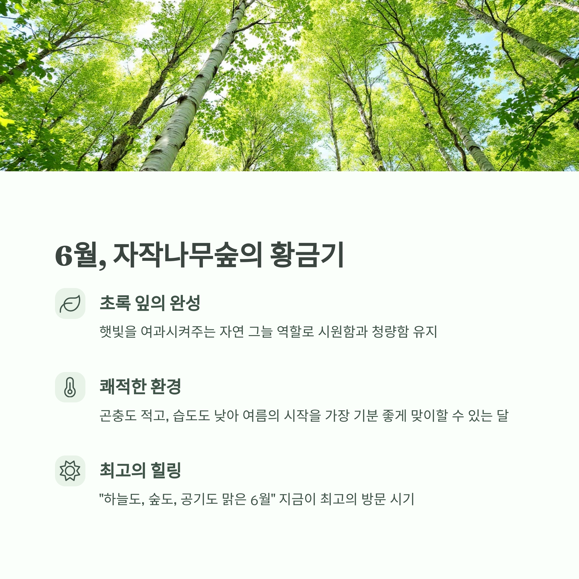 순백의 숲길, 인제 원대리 자작나무숲 완벽 가이드