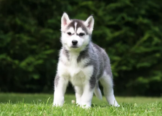 강아지 사진/출처;어도비스톡