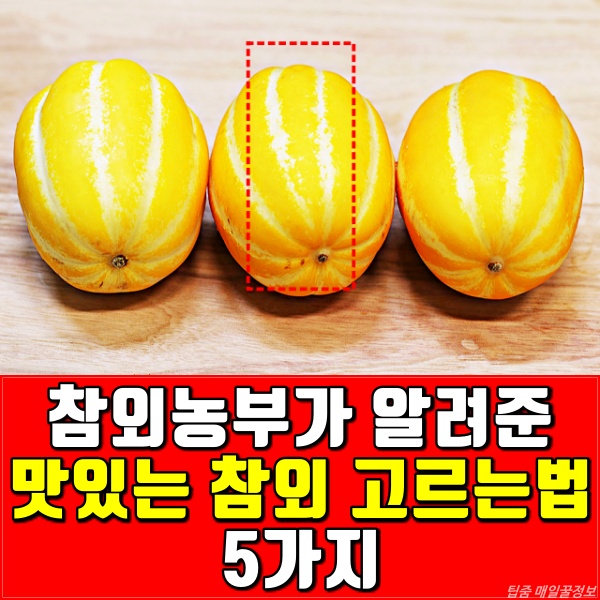 맛있는 참외 고르는법, 좋은 참외 고르는법, 팁줌 매일꿀정보