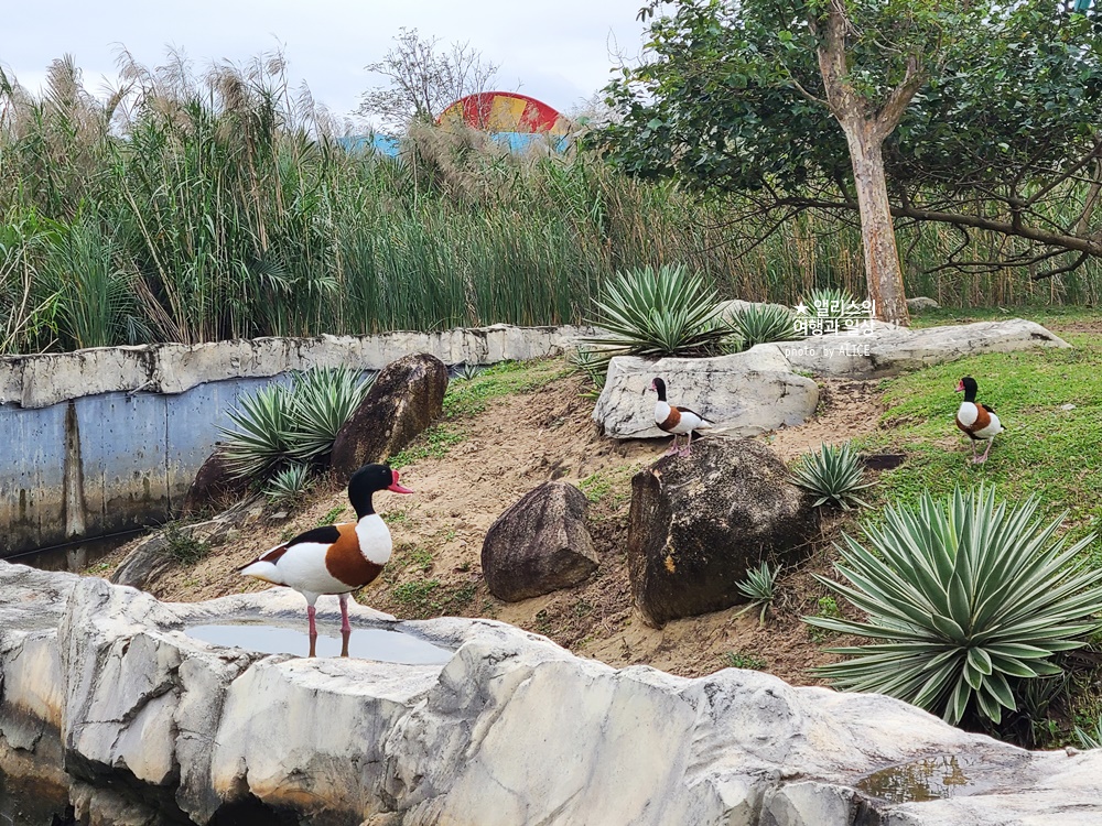 베트남 남호이안 빈원더스 사파리 후기 가격 할인입장권 예약 리버