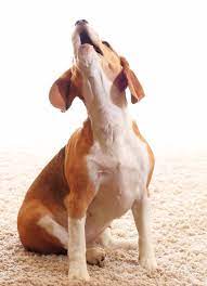 하울링하는 강아지모습