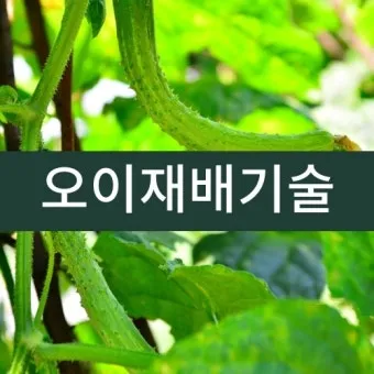 오이 재배 유인 방법 곁순 정리 수분 관리_4
