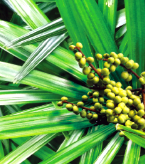 쏘팔메토의 효능