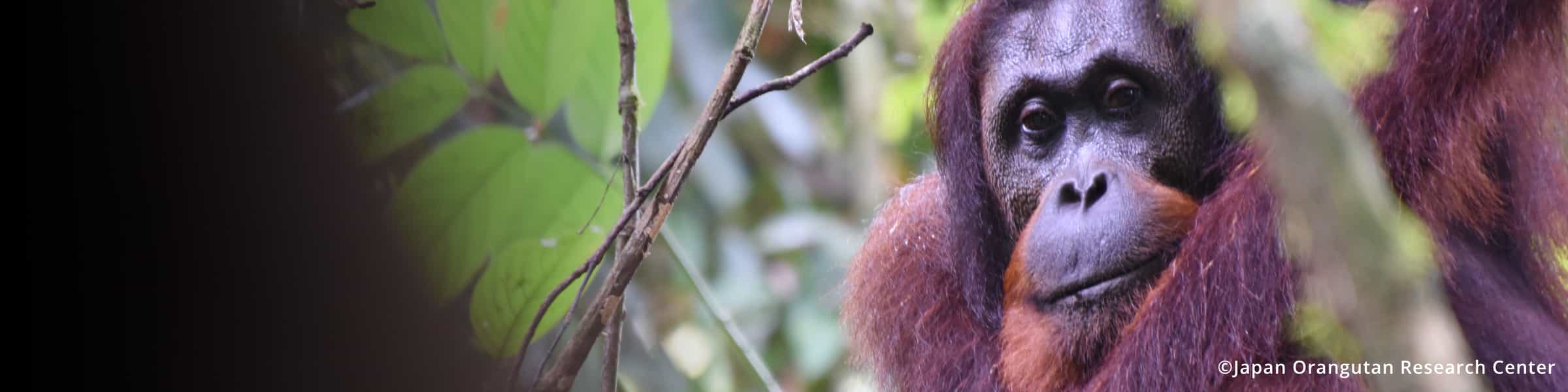 유인원의 활동량