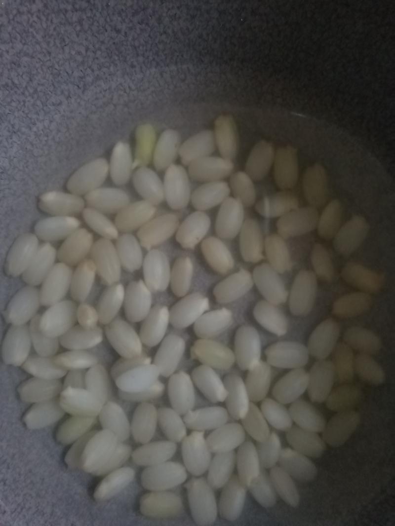 현미 발아 싹내기 실험 2일차