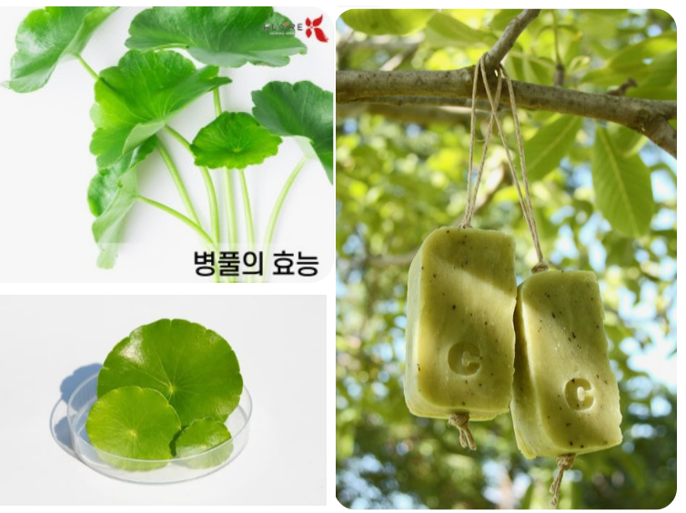 천연-병풀-효능