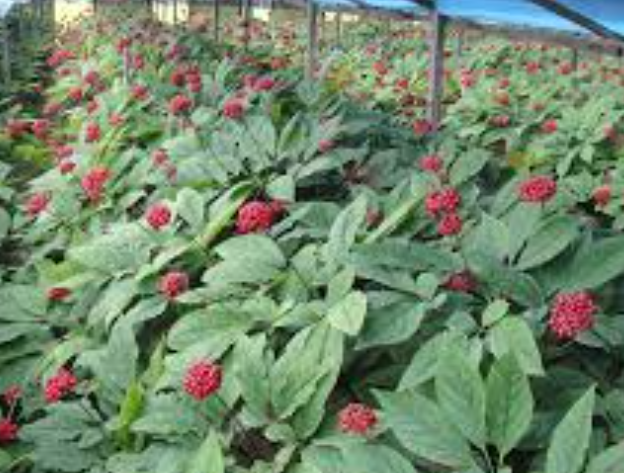 인삼다당체의 활용 