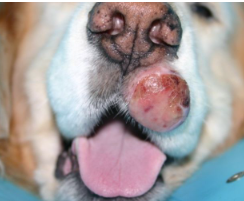 괴로워하는 개 비만세포종