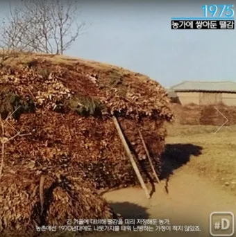 겨울 월동 준비 보온자재 덮개 동해 예방 물주기 조절_18