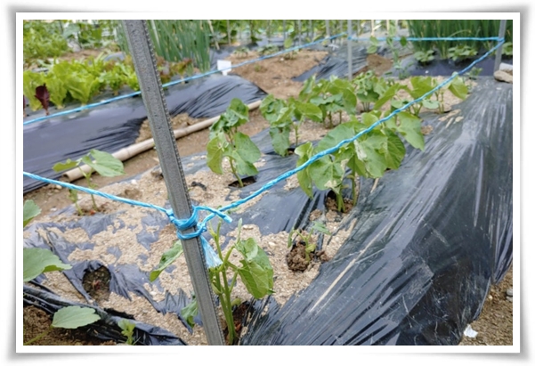 텃밭 "5월에 심기 좋은 작물" 초보도 척척, 실패 없이 풍성하게 수확하는 법!