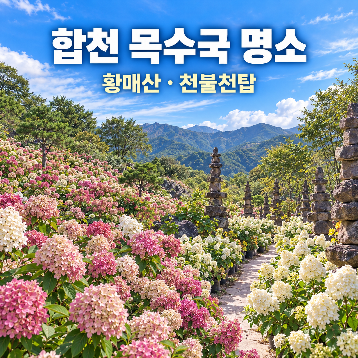 2026 합천 목수국 명소 2곳｜천불천탑&middot;황매산 만개 시기와 당일 여행코스