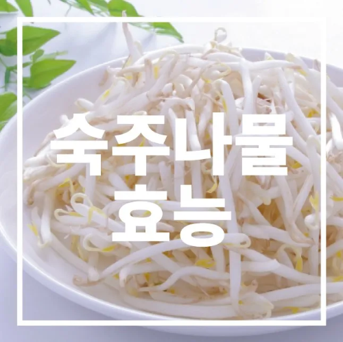 숙주나물 효능