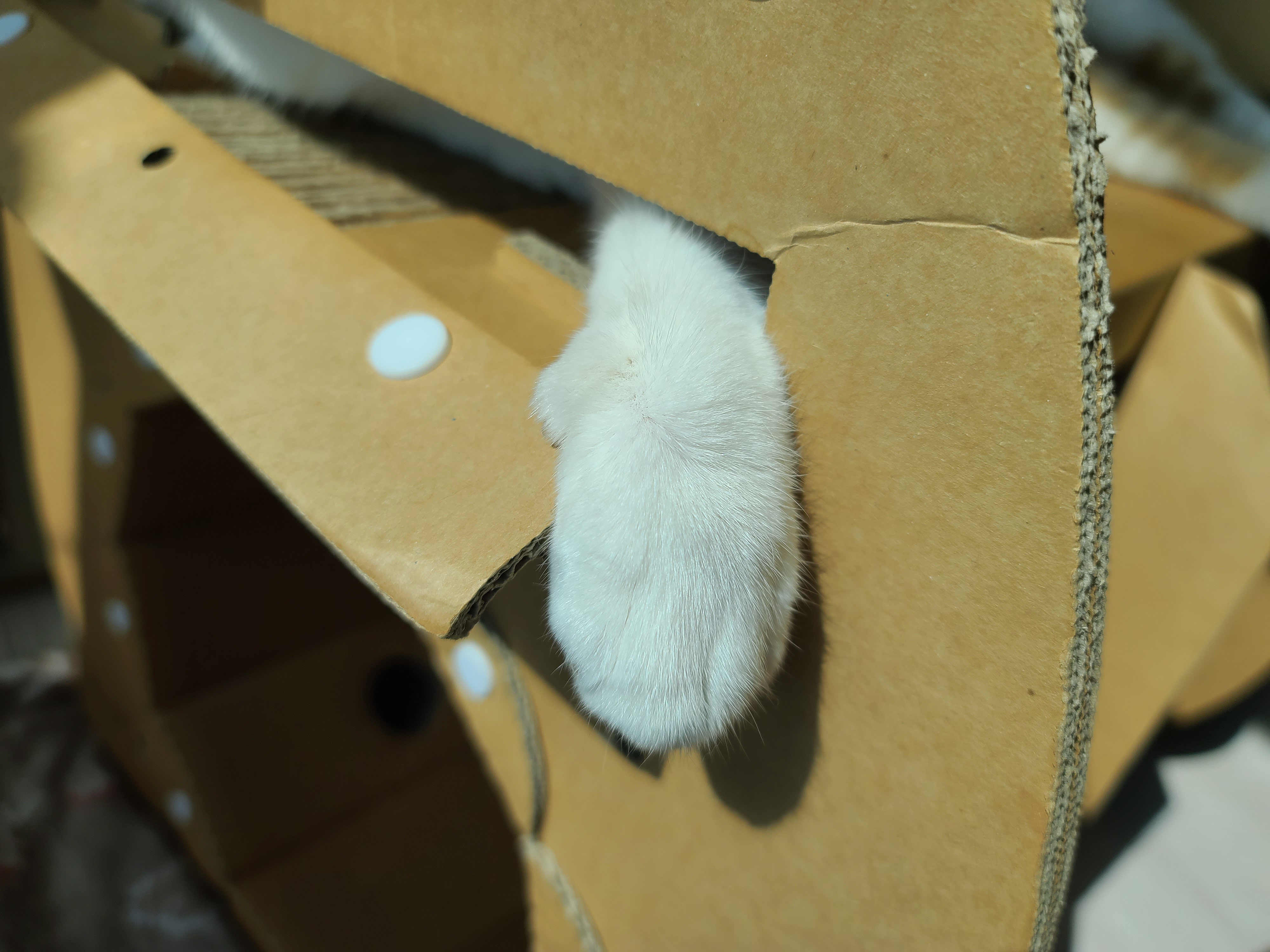 꼭 맞는 스크래쳐를 베고 자는 막둥이 삐용