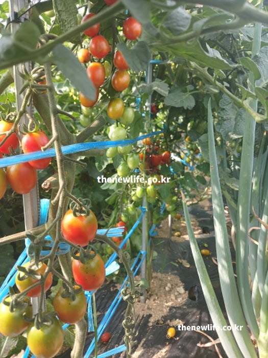 방울토마토 효능의 핵심인 풍부한 영양 가치를 담고 있는 신선한 실물