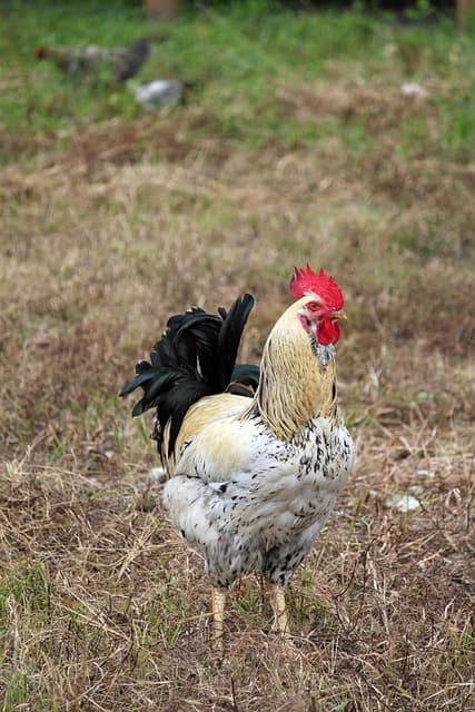 닭을 대하는 방식이 다르다? 한국 vs 중국 닭 문화 비교