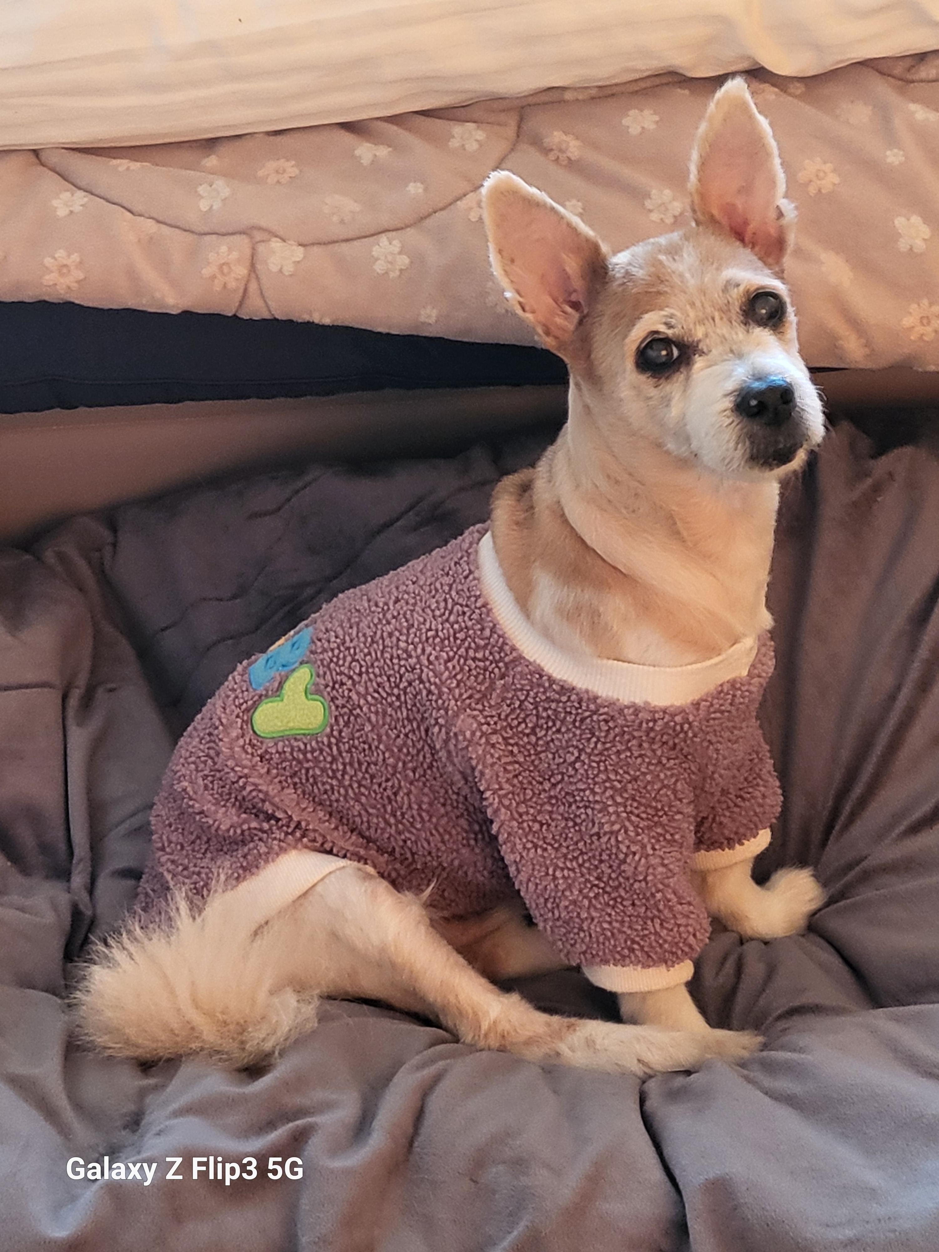 강아지 잠자는 자세 10가지로 알 수 있는 의미