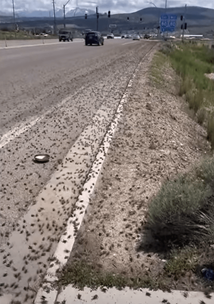 미국 서부 귀뚜라미 떼4