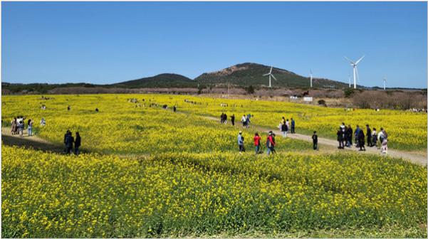 제주도 유채꽃 명소 - 황금빛으로 물든 봄날의 제주