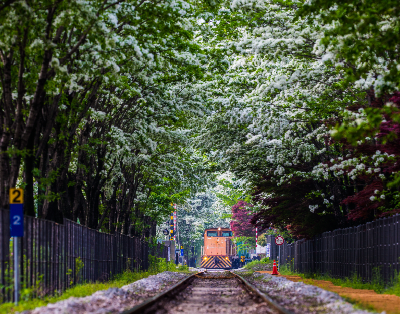 팔복동 철길 이팝나무