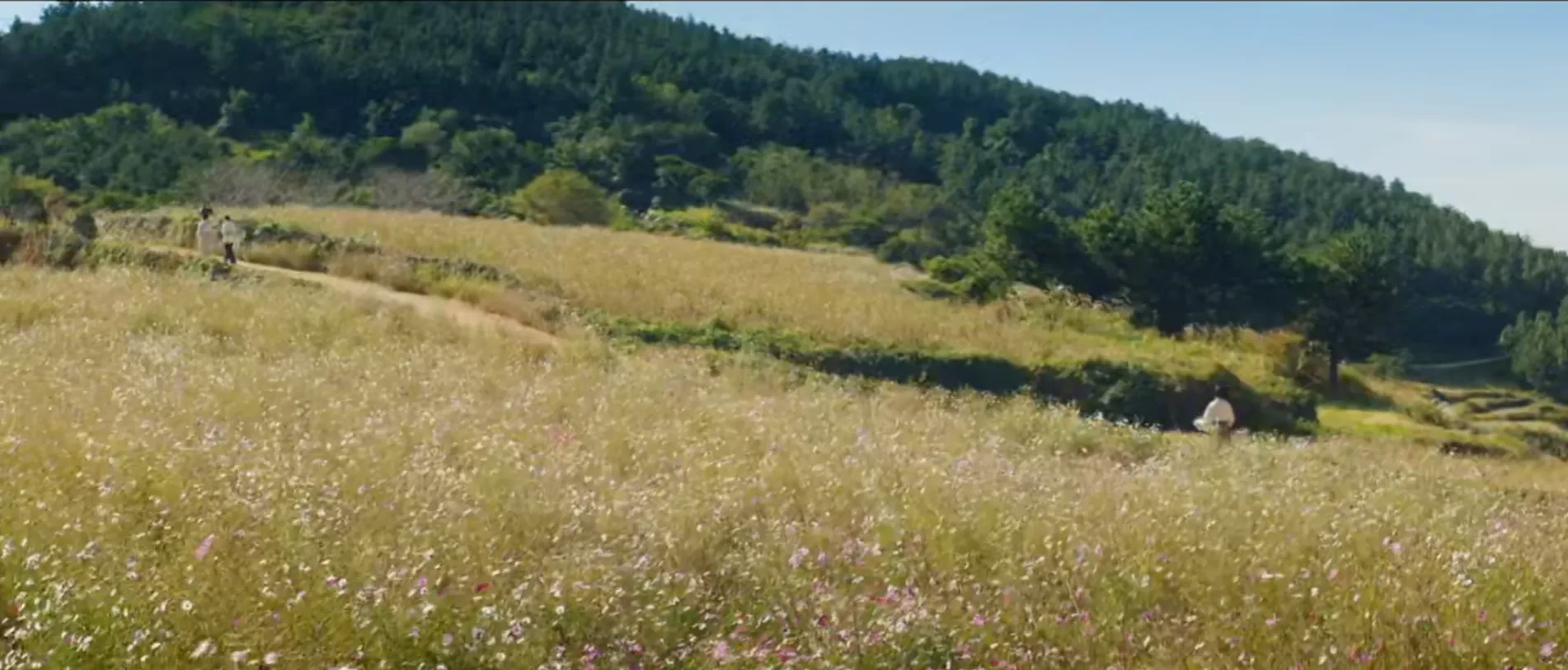 정년이 드라마 촬영지 청산도