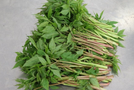 봄나물 눈개승마 효능, 눈개승마 먹는법