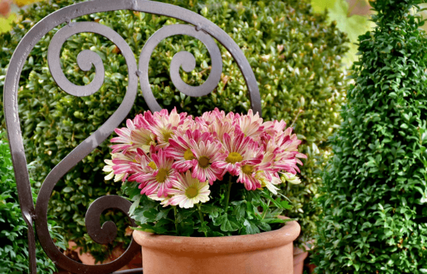 분갈이 제대로 하는 방법, 국화 화분