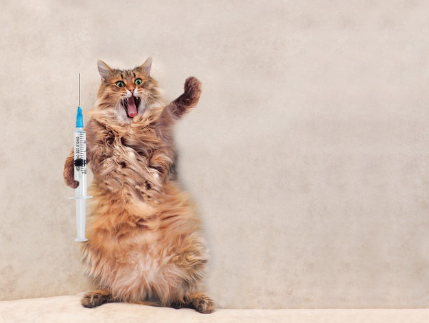 주사기를 든 고양이.
