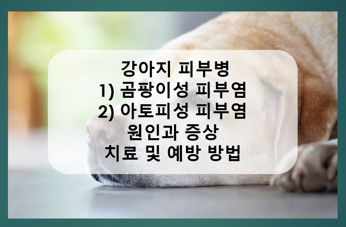 강아지 피부병 곰팡이성 피부염 아토피성 피부염
