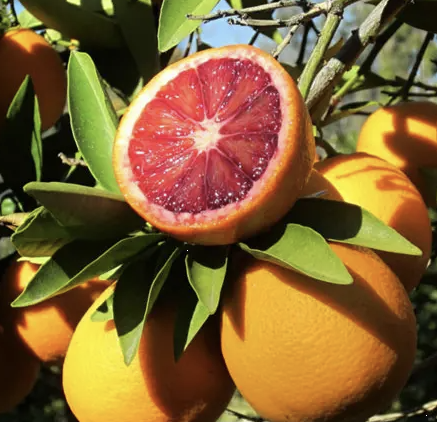 모로오렌지 이미지