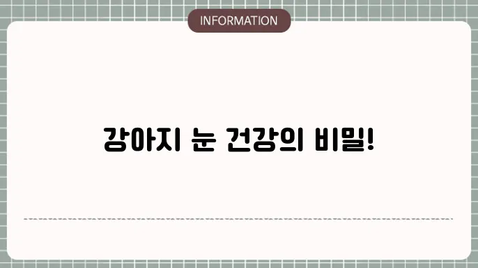 강아지 백내장 예방: 반려동물 건강 지키는 팁