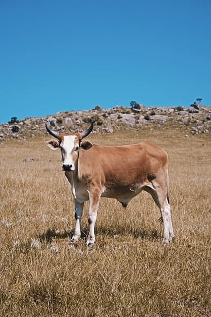 축산업과 메탄가스: 숨겨진 환경 파괴자