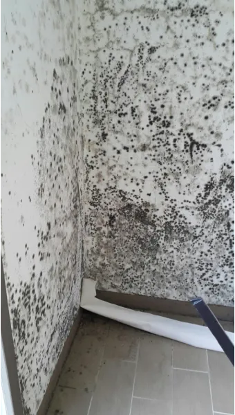 곰팡이 제거 방법 방지 페인트 냄새 없애기_19