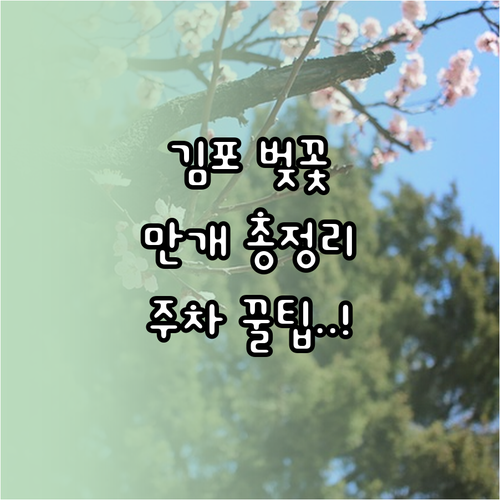 김포 벚꽃 만개 예상 시기 명소별 특..