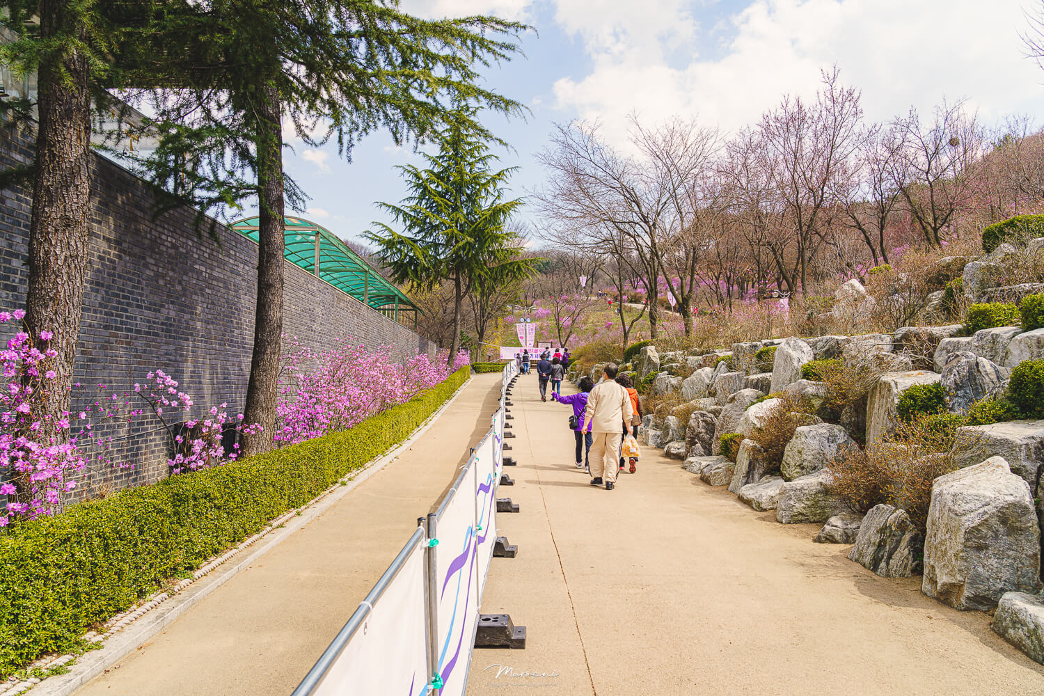 원미산 진달래축제