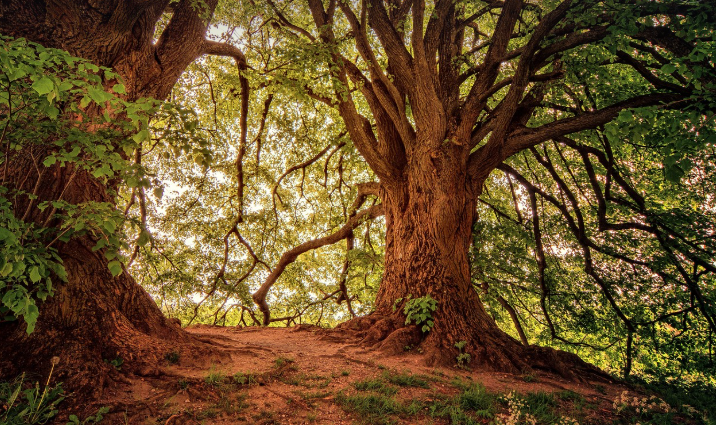 숲 자연 나무 이미지