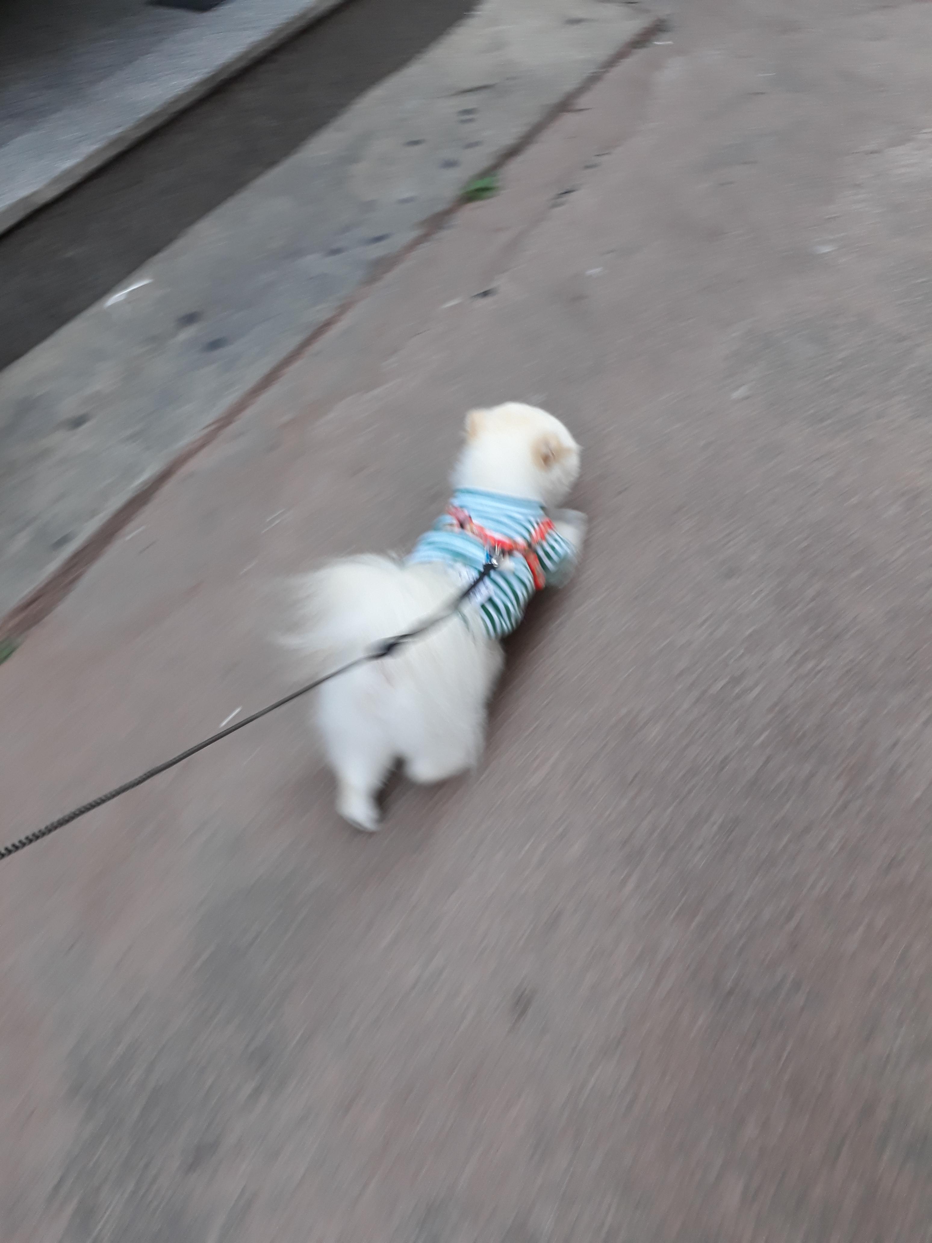 강아지 훈련 시키는 방법 : 사회성 훈련방법&amp;#44; 간식