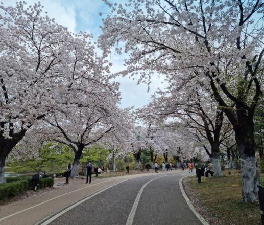 고양 벚꽃