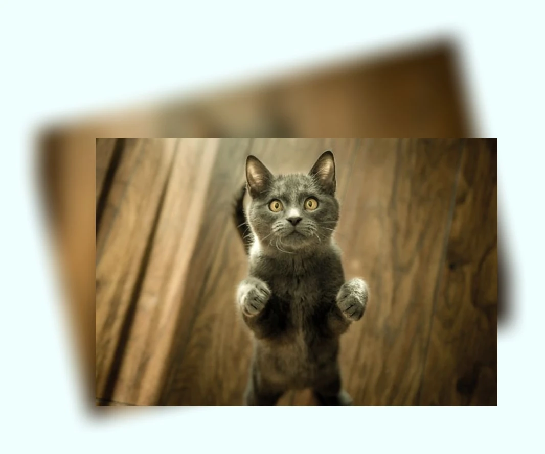 고양이 털 관리_1_subsection
