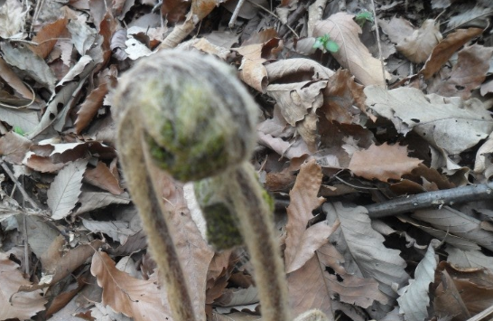 쇠털고비와 참고비