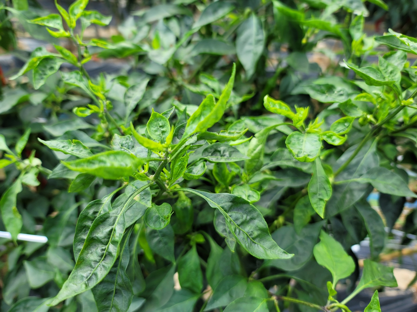 고추병충해 종류 사진 방재, 역병 탄저병 바이러스병 풋마름병