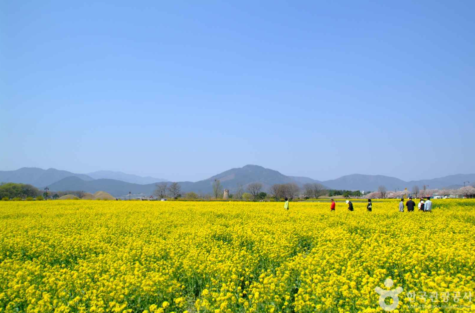 유채꽃 명소 경주